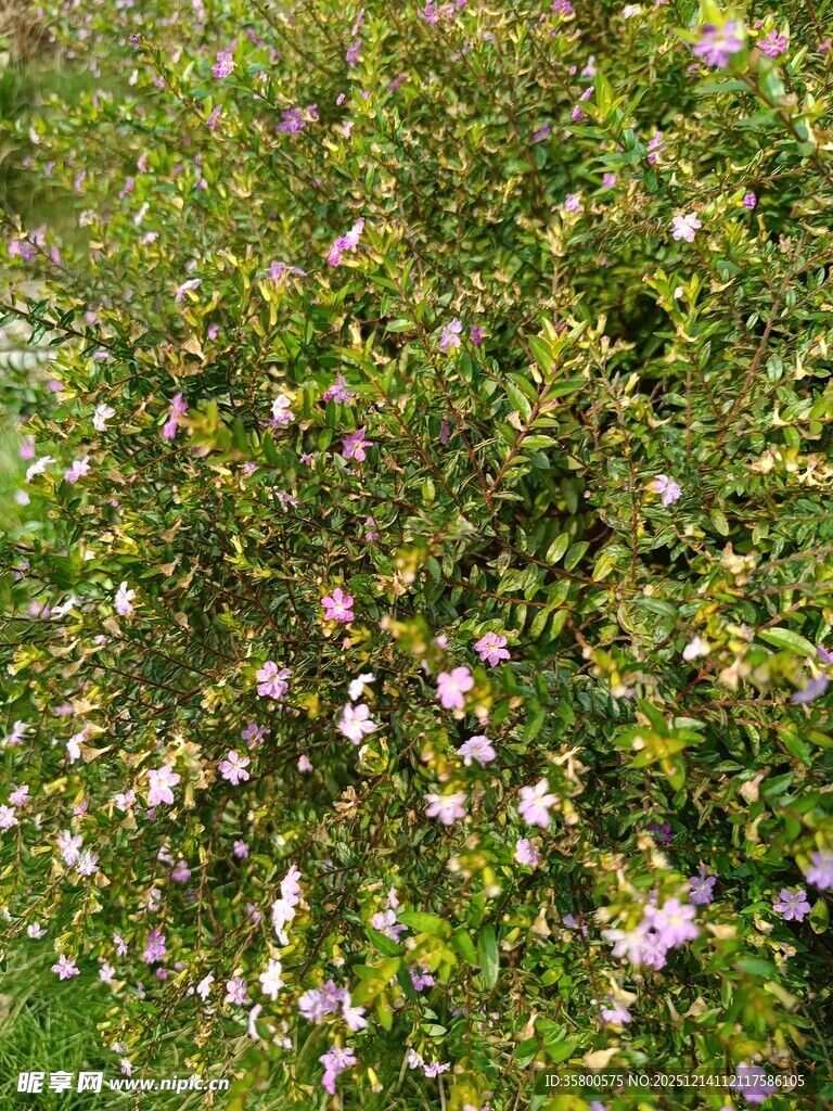 繁茂花丛中的粉色小花