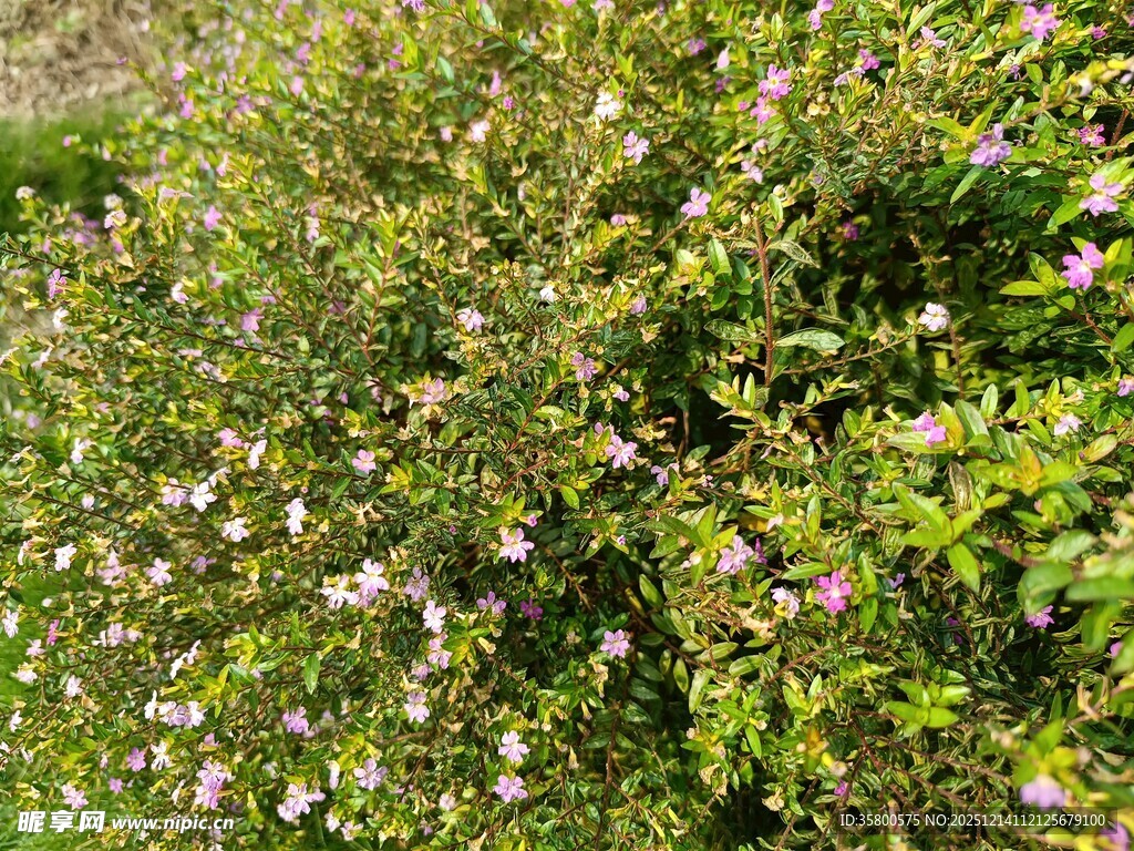 繁茂花丛中的粉色小花
