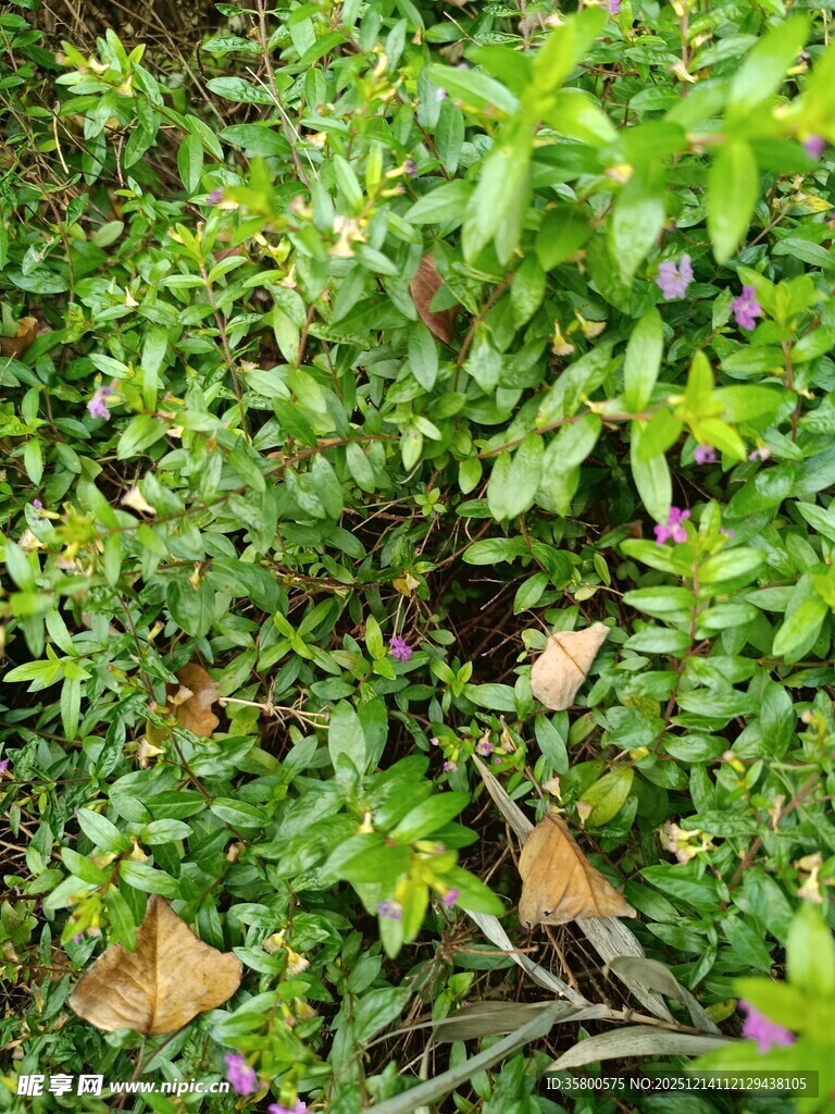 翠绿繁茂的植物景观