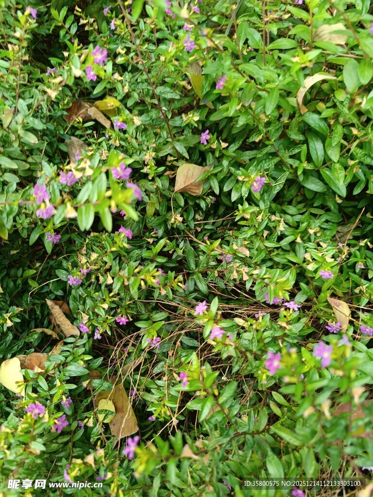繁茂绿植中的紫色小花