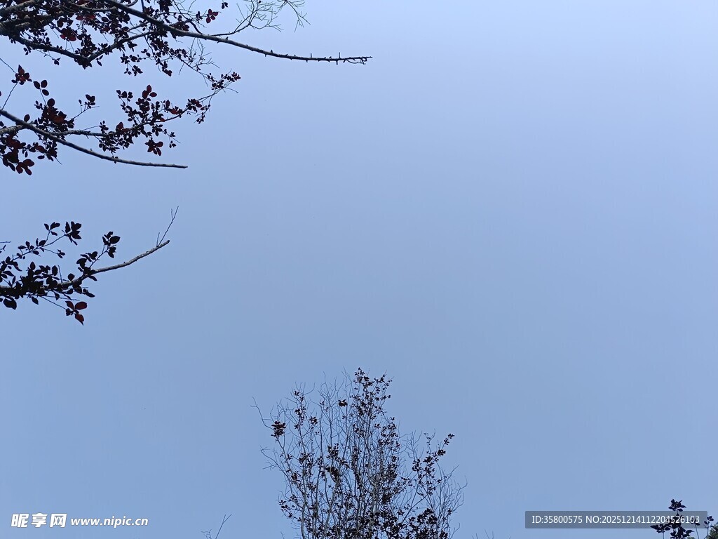 树梢之上的淡蓝天色