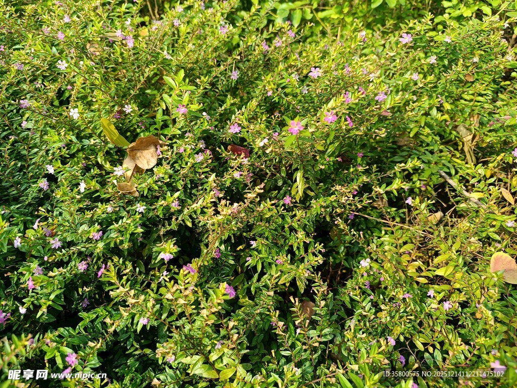 翠绿繁茂的灌木丛