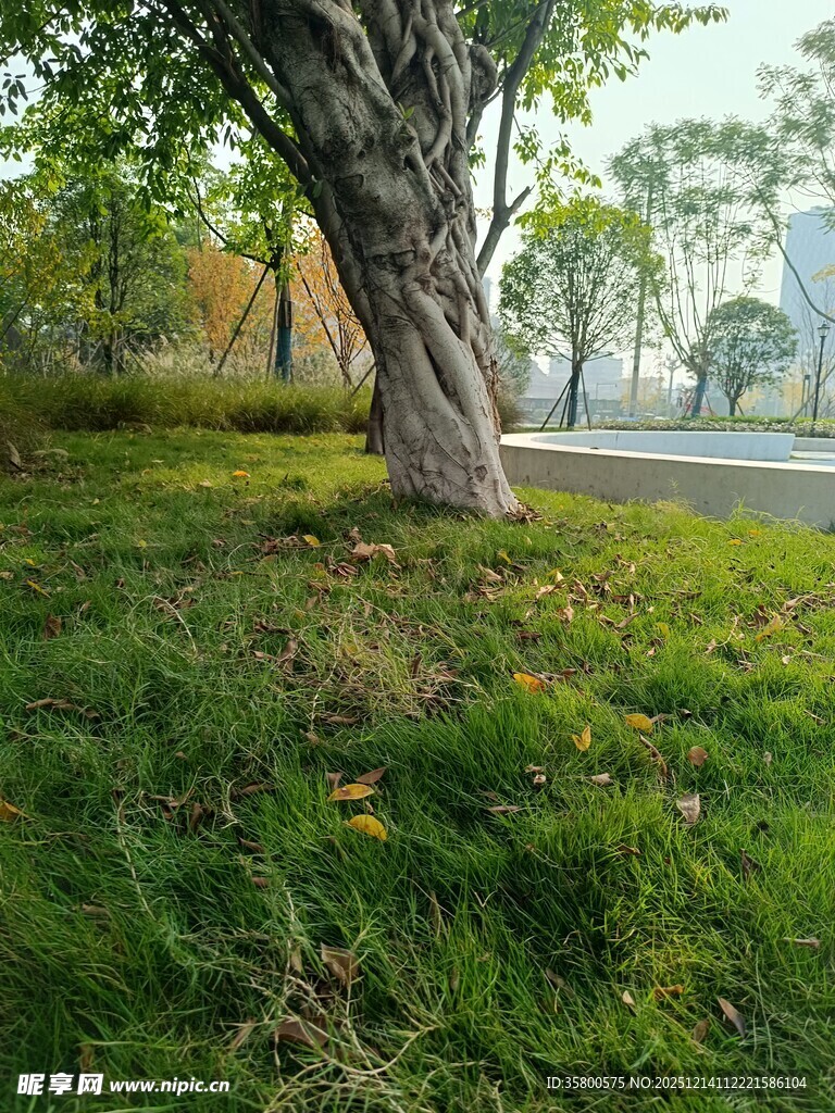 树下绿意盎然的自然景致