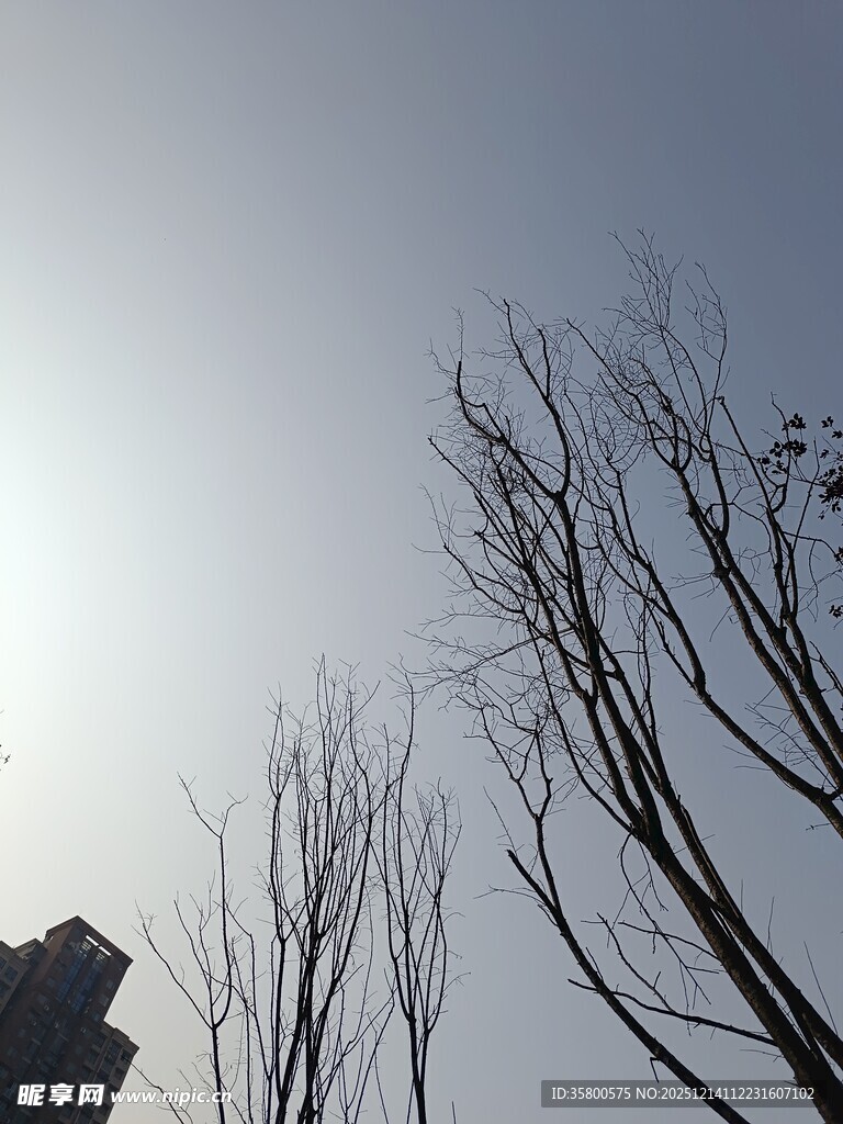 冬日枯树映于灰白天空