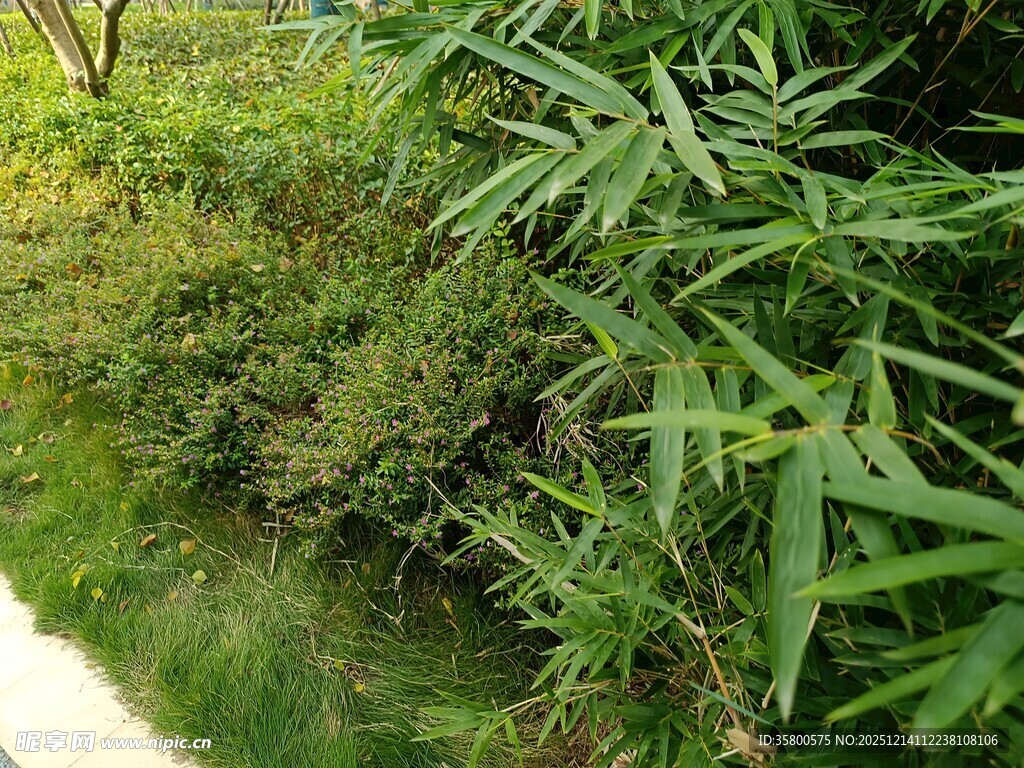 翠绿繁茂的户外植物景观