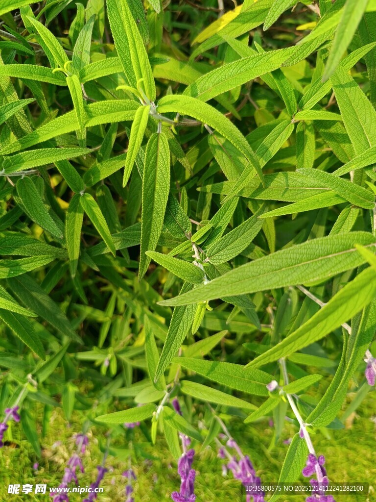 翠绿竹叶间的紫色小花