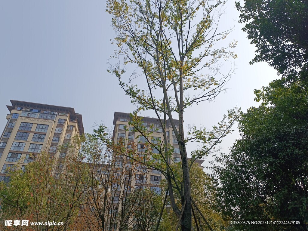 城市中树木与高楼景观