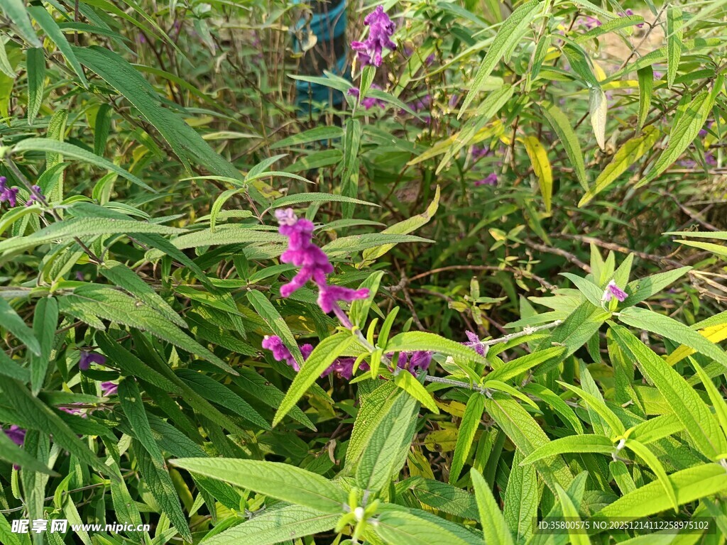 绿叶丛中的紫色小花