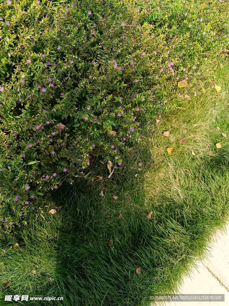 路边绿意盎然的茂盛灌木丛