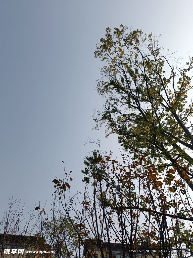 阳光下的树木与蓝天