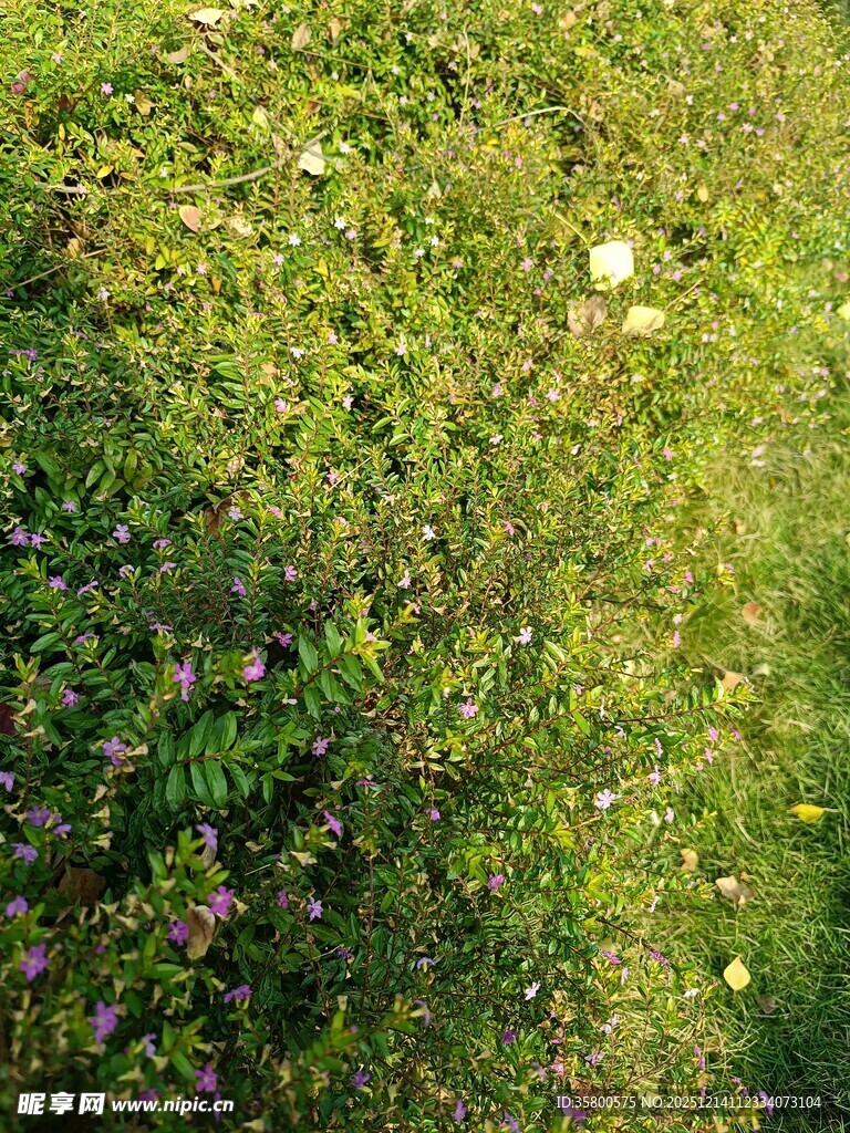 阳光下的翠绿草地