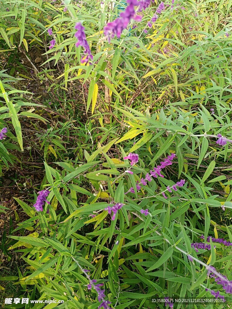 野外紫色花卉与绿植景观