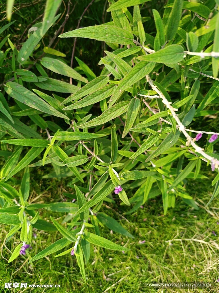 翠绿枝叶间的紫色小花