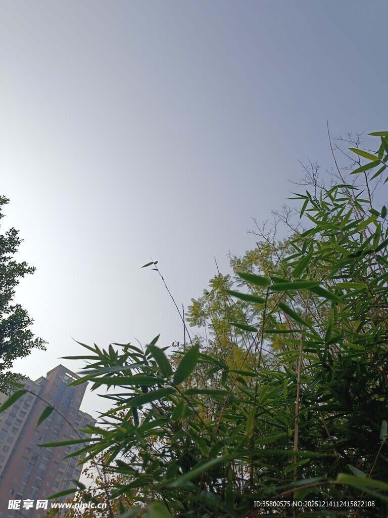 阳光下的翠竹与蓝天