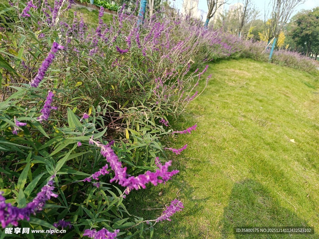 紫色花丛旁的翠绿草地