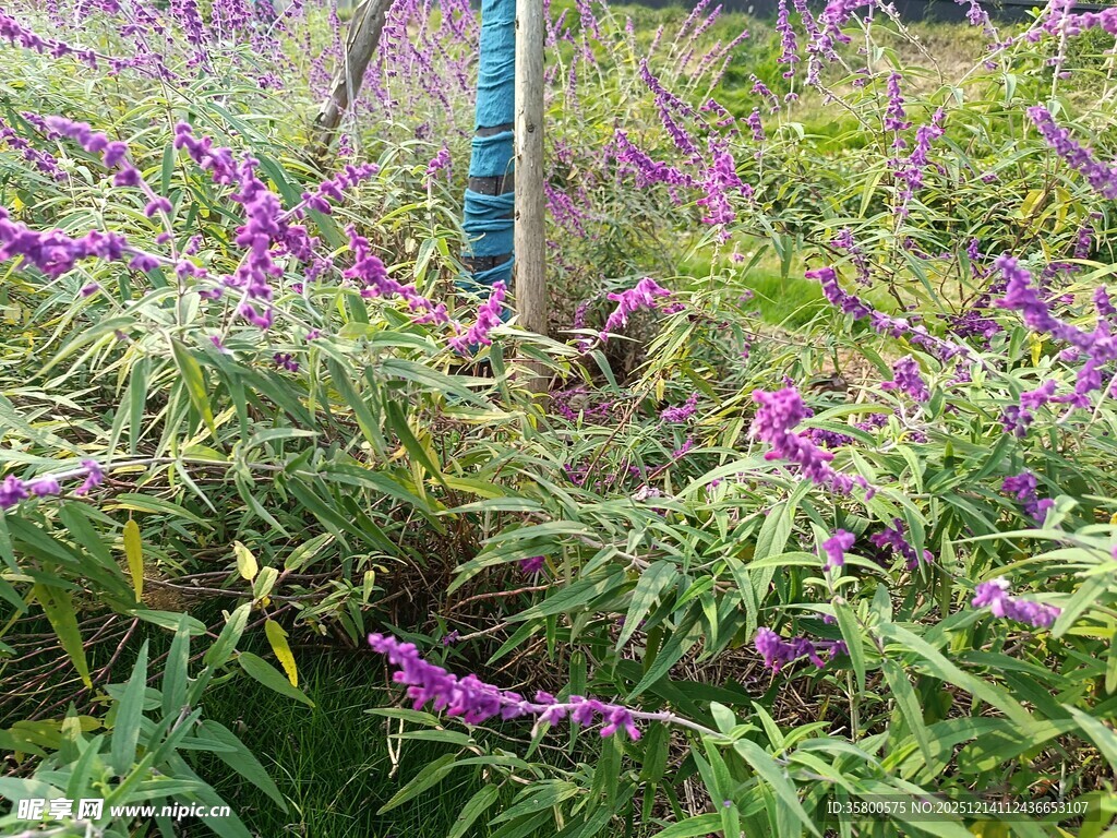 紫色花丛中的测量杆