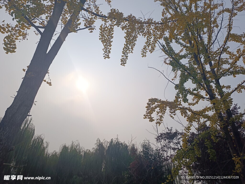 林间晨光中的树木景致