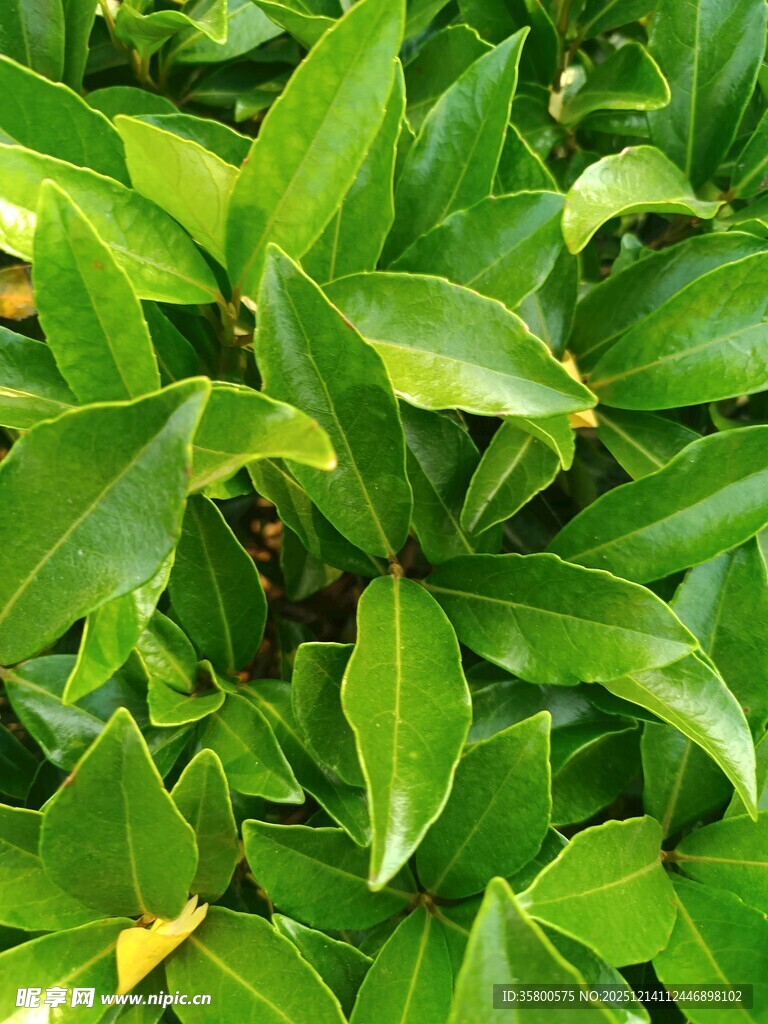 翠绿繁茂的叶片植物