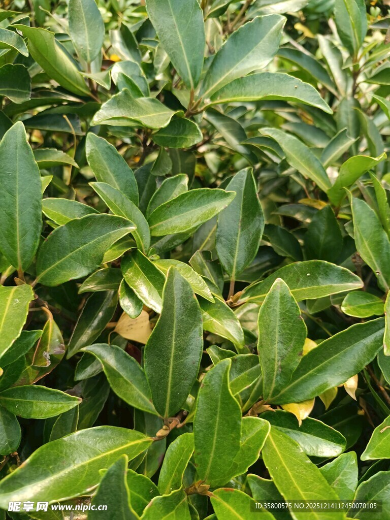 翠绿繁茂的植物叶片