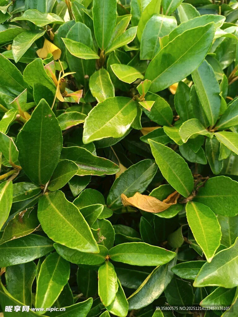 翠绿繁茂的叶片特写