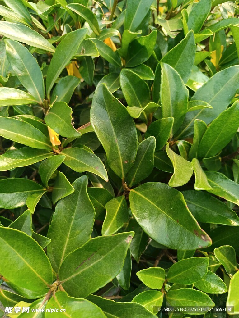 翠绿繁茂的叶片植物