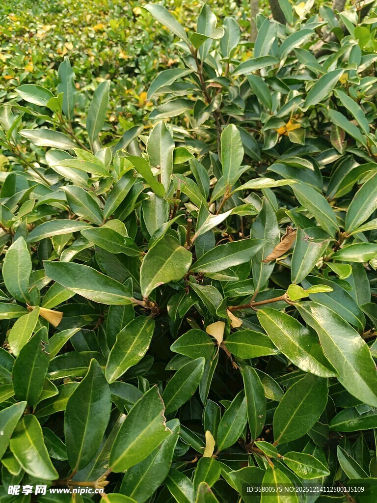 绿叶繁茂的植物景观
