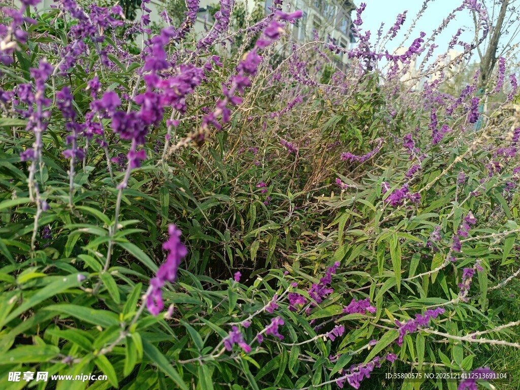 紫色花卉绽放于绿叶间