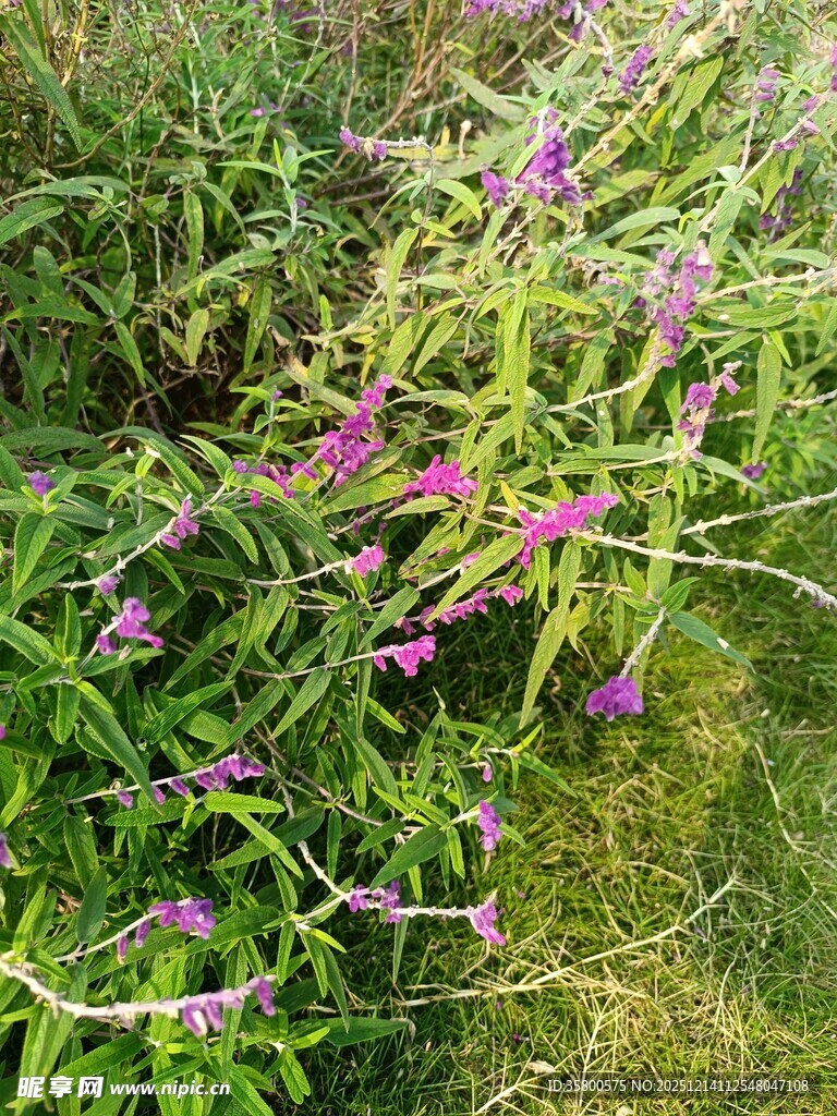 草丛中的紫色小花绽放