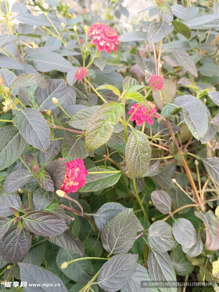 绿叶丛中绽放的娇艳花朵