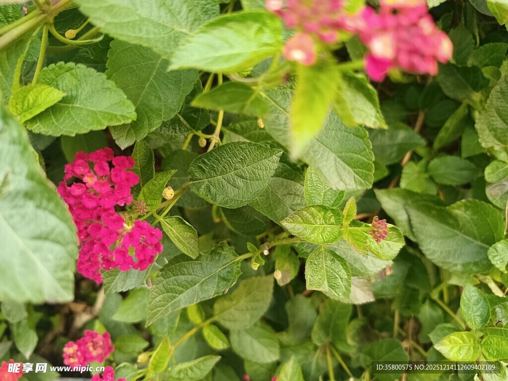 绿叶丛中绽放的娇艳红花