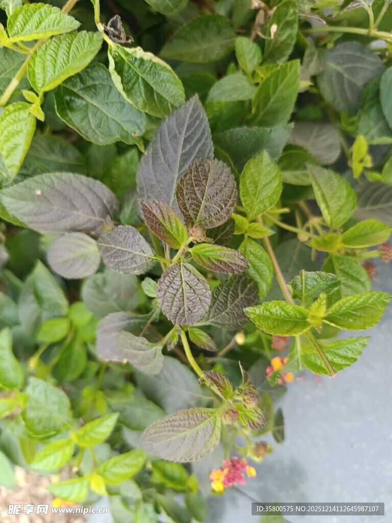 绿叶间的多彩植物