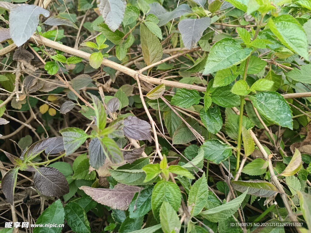 野外繁茂的绿色植物景象