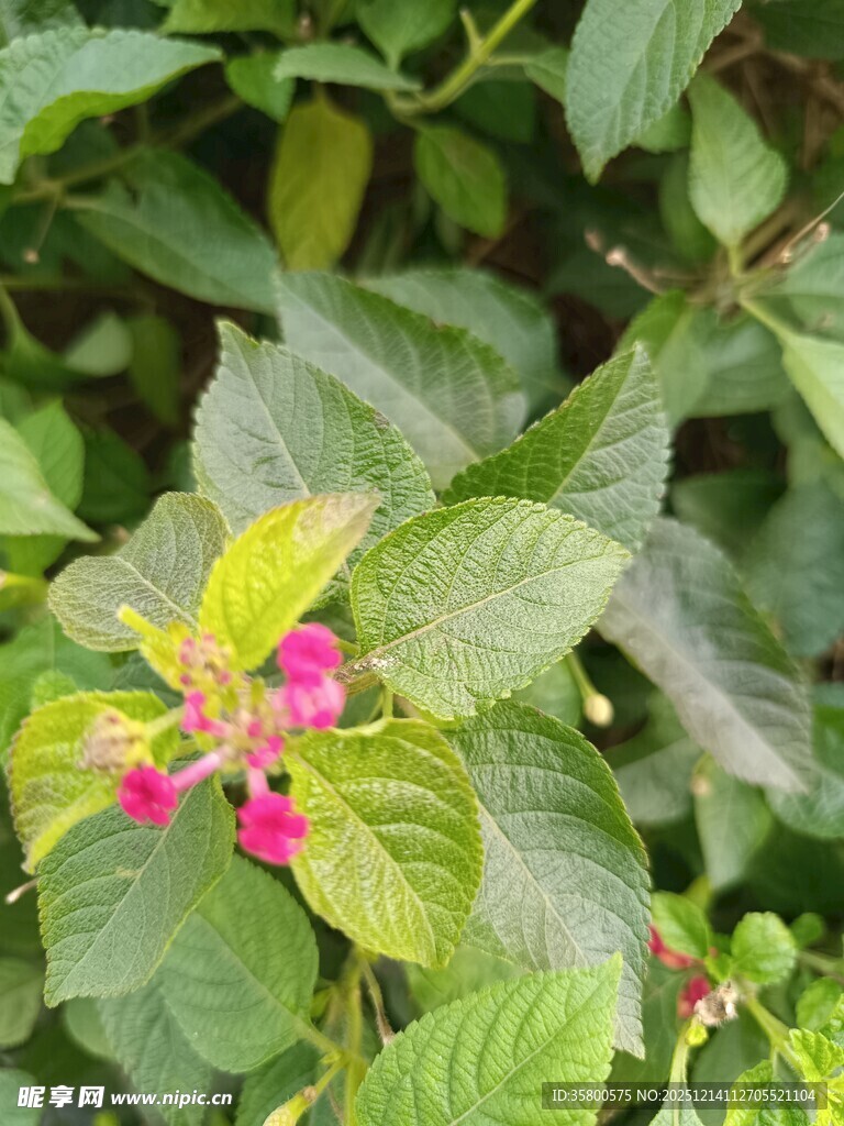 绿叶间的娇艳粉色小花