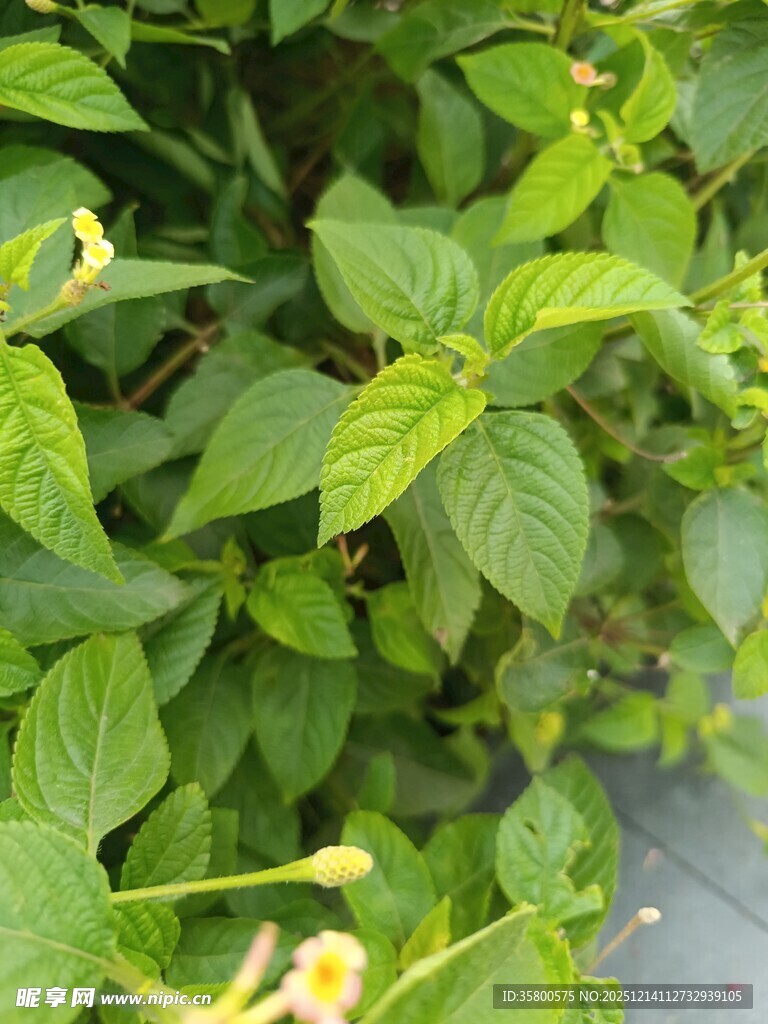 翠绿繁茂的清新植物
