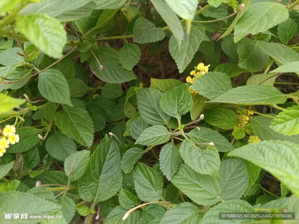 绿叶丛中的黄色小花