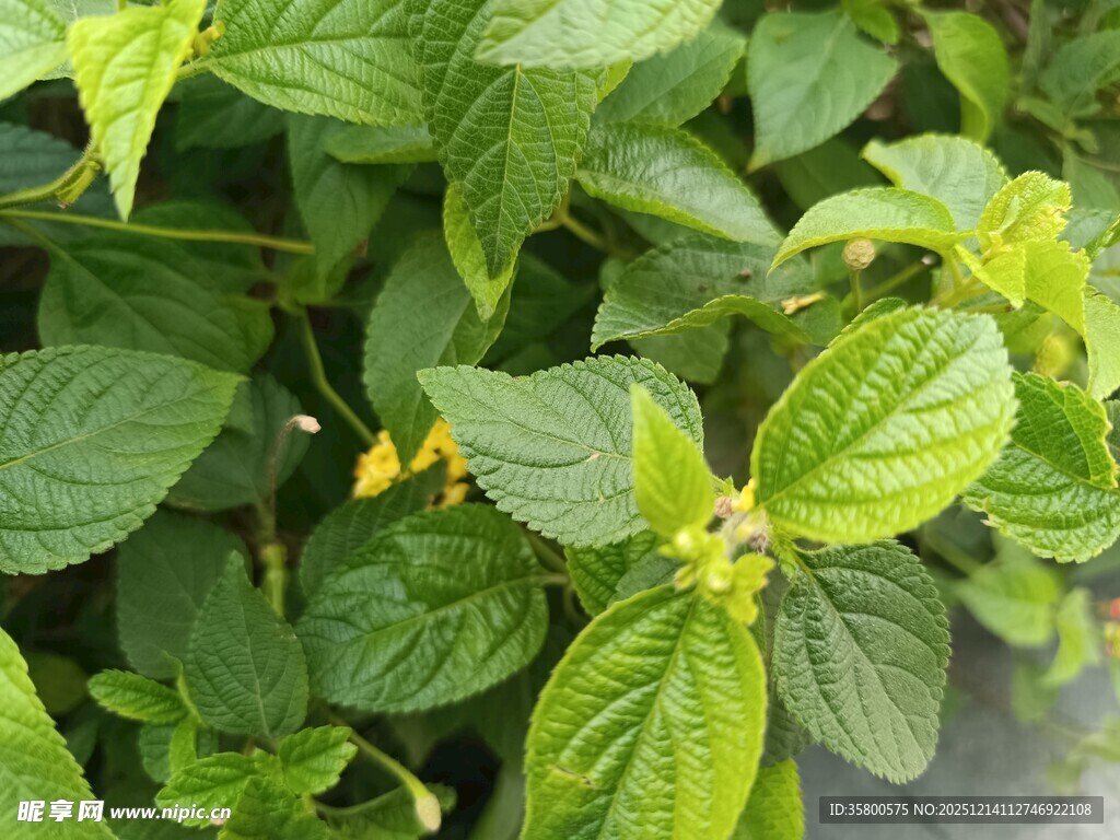 绿叶繁茂的植物特写