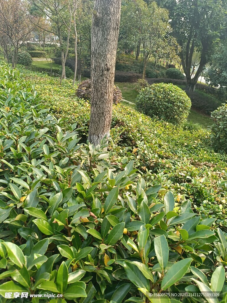 绿意盎然的园林植物景观