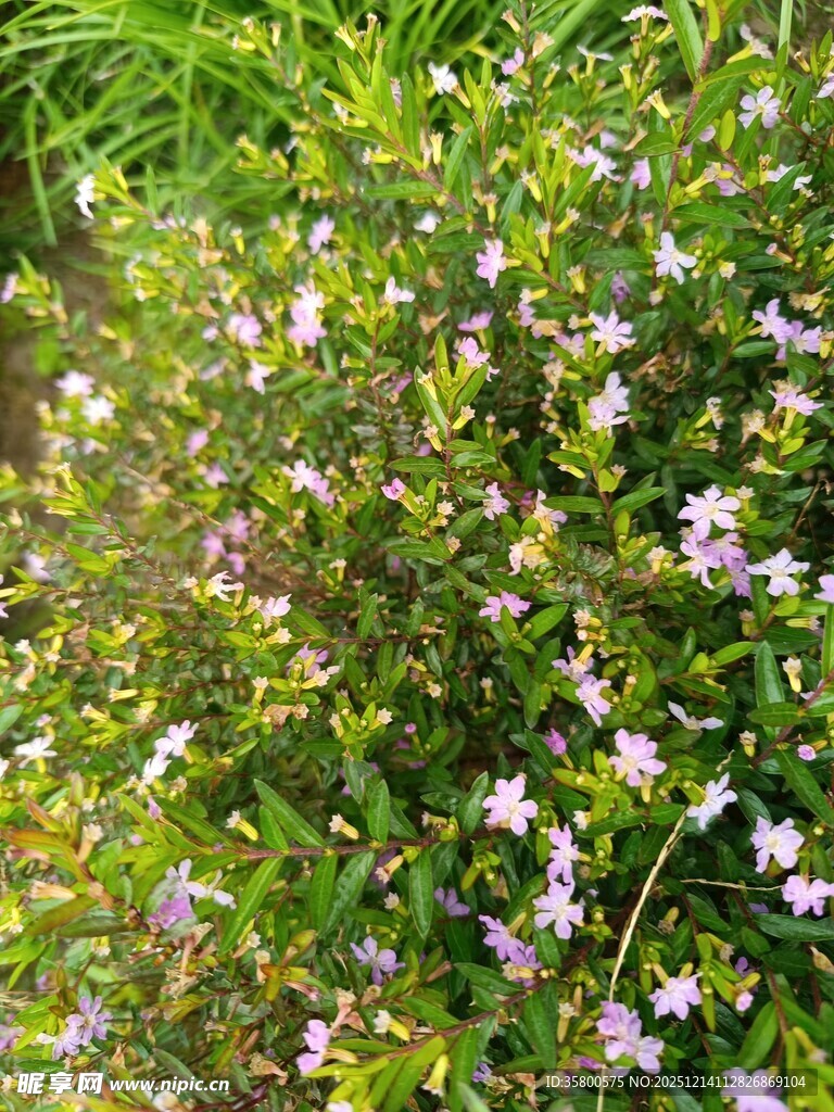 繁茂花丛中的粉嫩小花