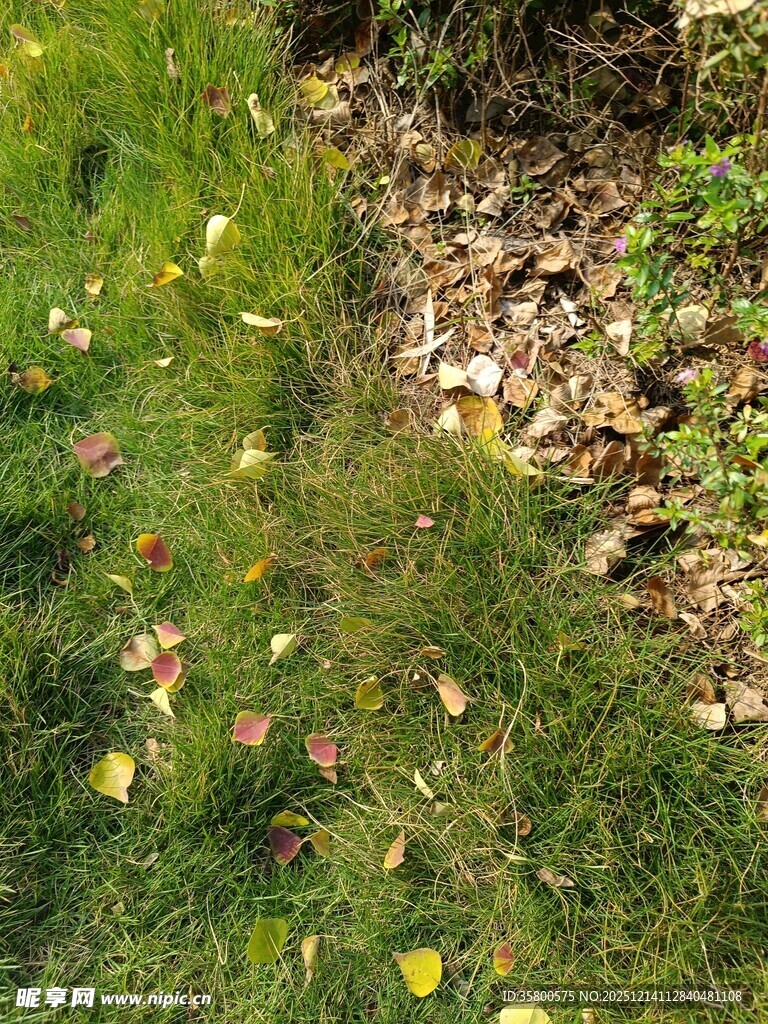 秋日草地落叶景象