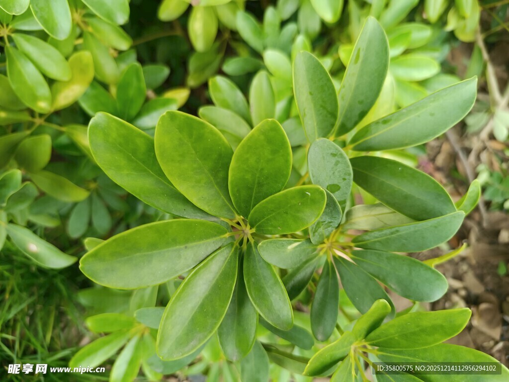 翠绿茂盛的绿叶植物