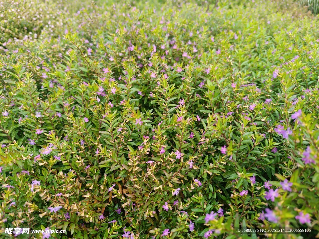 野花盛开的绿色草地