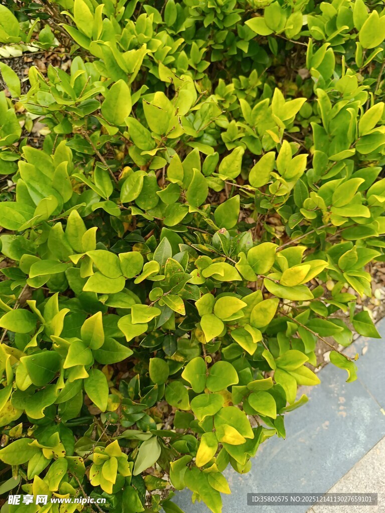 翠绿繁茂的灌木丛