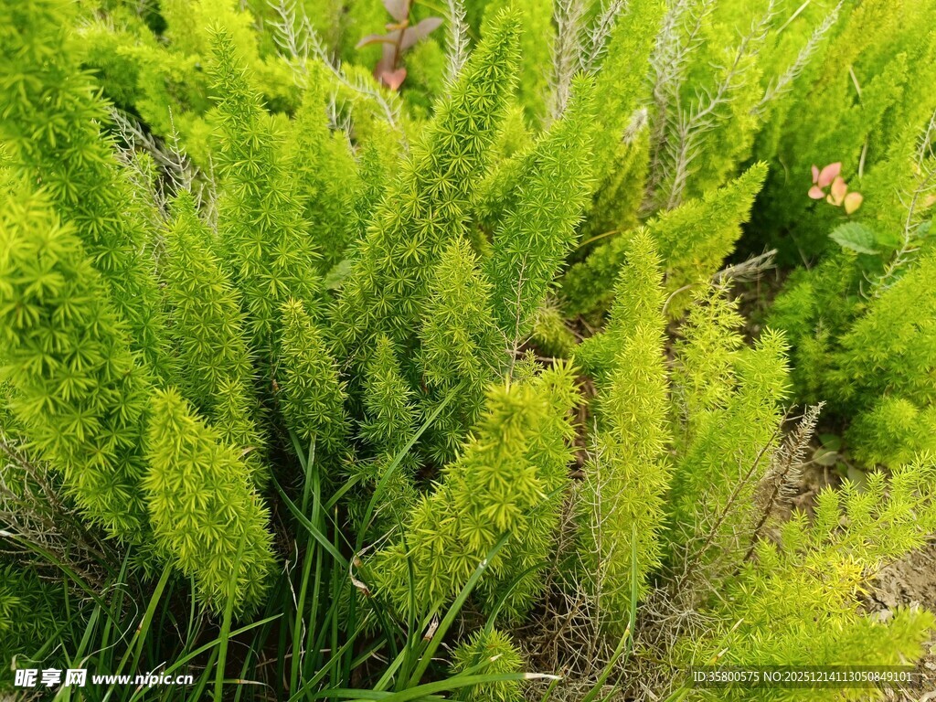 翠绿茂盛的蕨类植物