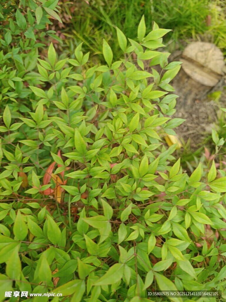 绿叶繁茂的自然植物景观