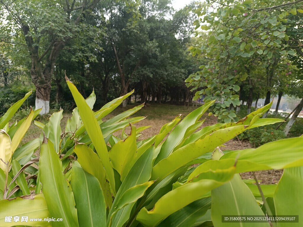 绿意盎然的户外植物景观