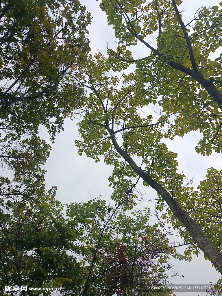 仰视茂密树林树冠