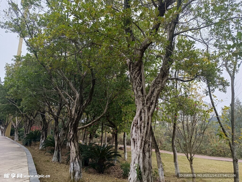 林荫小道旁的葱郁树木
