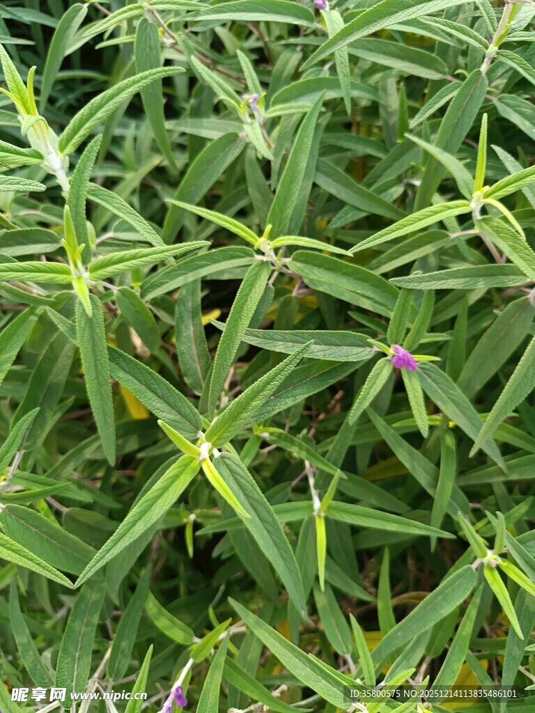 翠绿细长叶片的植物