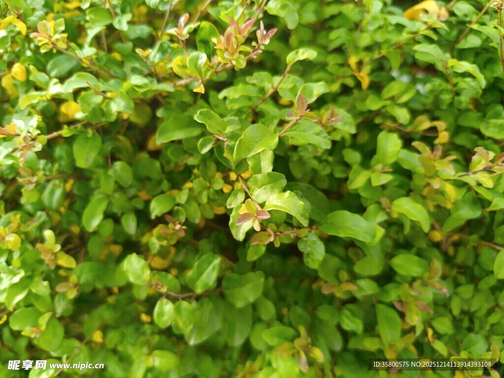 翠绿繁茂的灌木丛