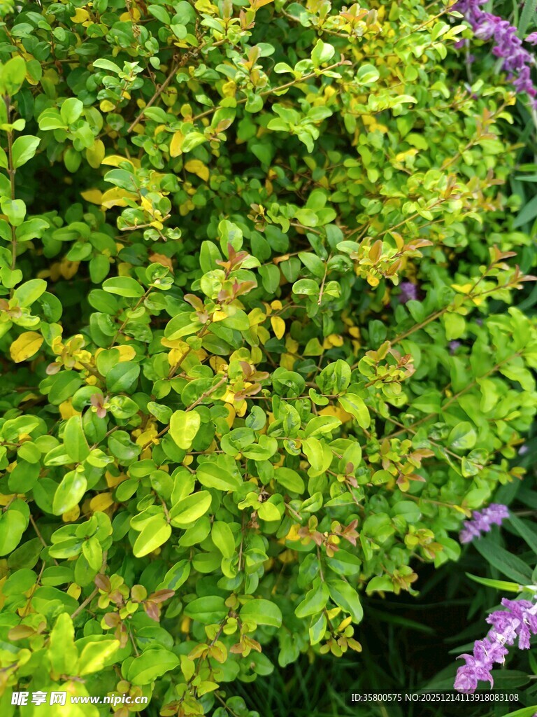 绿叶紫花的清新植物景观